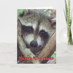 Baby Racoon Photo, Christmas Card