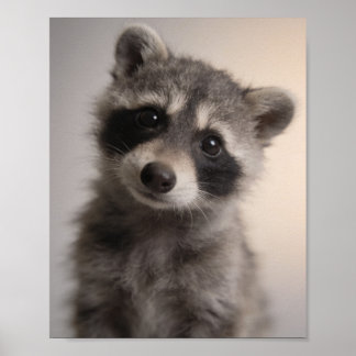 Baby Racoon Portrait Playful Nursery Wall Art