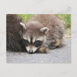 Baby Racoon Postcard