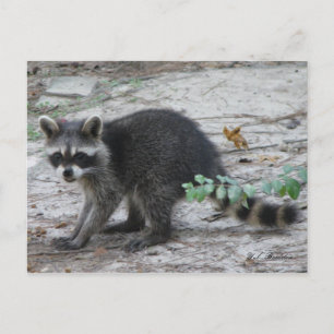 Baby Racoon Postcard