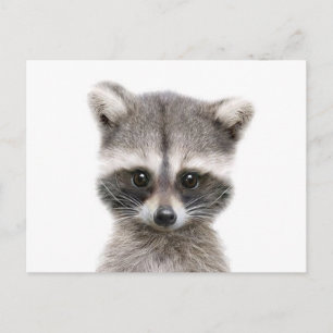 baby racoon sayin hello. postcard