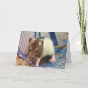 Baby rat card