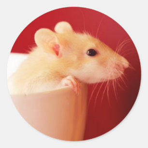 Baby Rat Classic Round Sticker