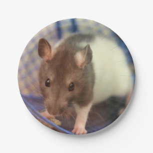 Baby rat paper plate