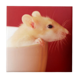 Baby Rat Tile