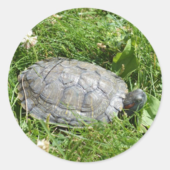 Baby Red Eared Slider Turtle Classic Round Sticker (Front)