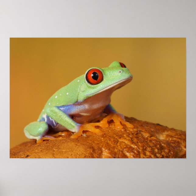 Baby red eyed tree frog poster (Front)