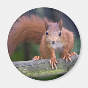 Baby Red Magnet