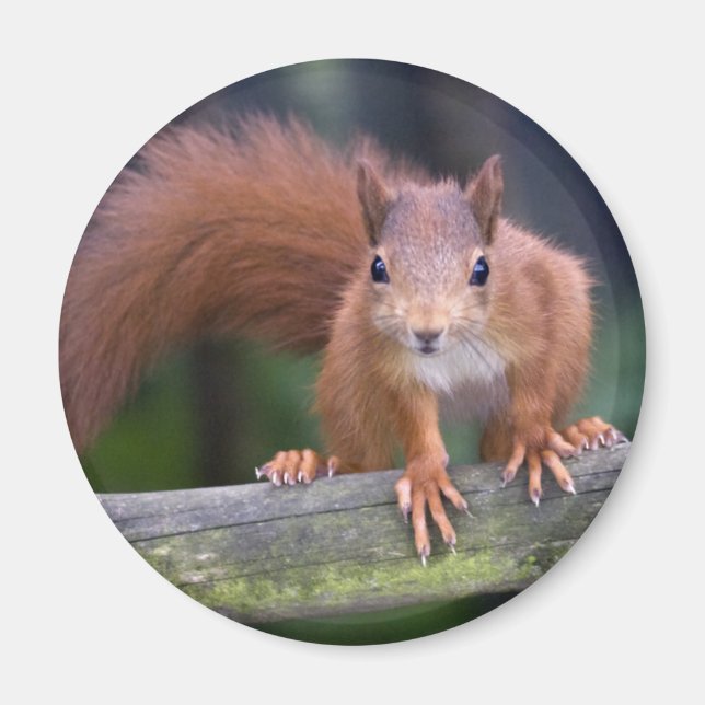 Baby Red Magnet (Front)