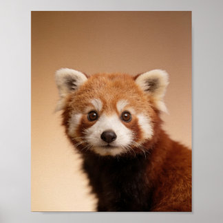 Baby Red Panda Portrait – Cute Nursery Animal Wall Poster