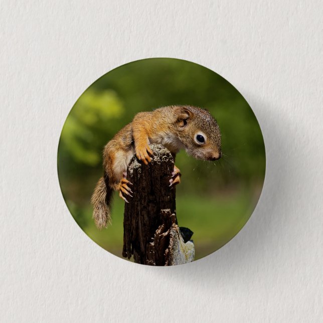 Baby Red Squirrel 3 Cm Round Badge (Front)
