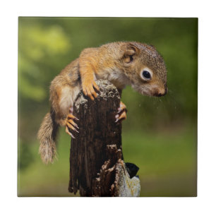 Baby Red Squirrel Ceramic Tile