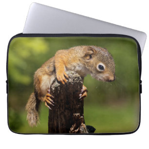 Baby Red Squirrel Laptop Sleeve