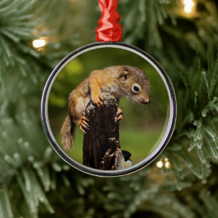 Baby Red Squirrel Metal Ornament