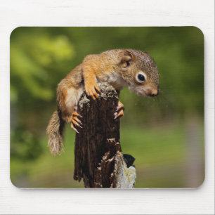 Baby Red Squirrel Mouse Pad