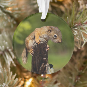 Baby Red Squirrel Ornament
