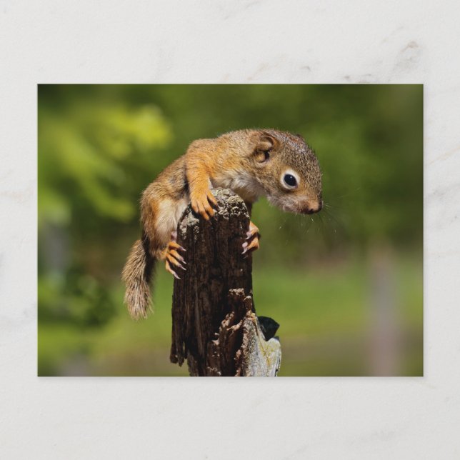 Baby Red Squirrel Postcard (Front)