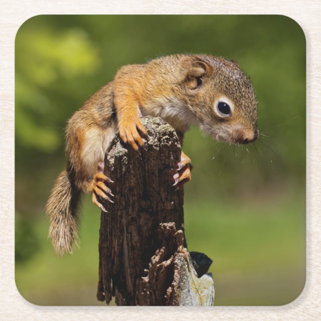 Baby Red Squirrel Square Paper Coaster (Front)