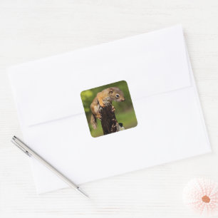 Baby Red Squirrel Square Sticker
