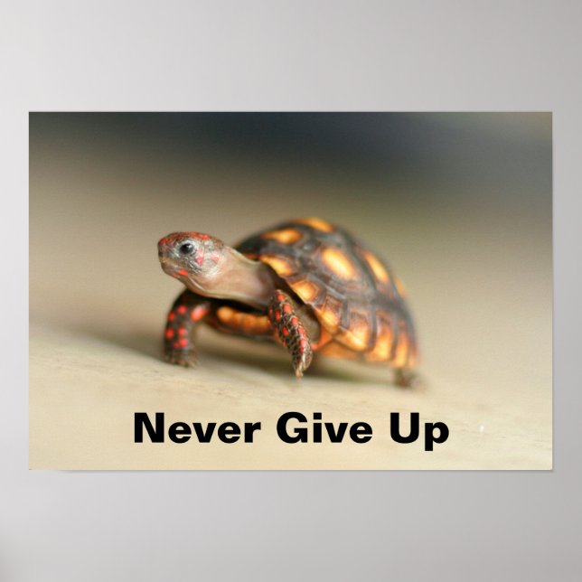 Baby Redfoot Tortoise Poster (Front)
