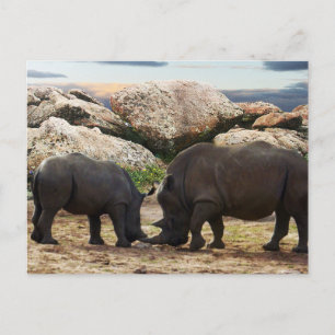 Baby Rhinoceros Life Lesson,   Holiday Postcard