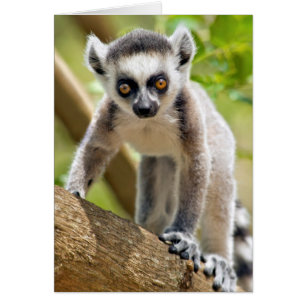 Baby ring-tailed lemur