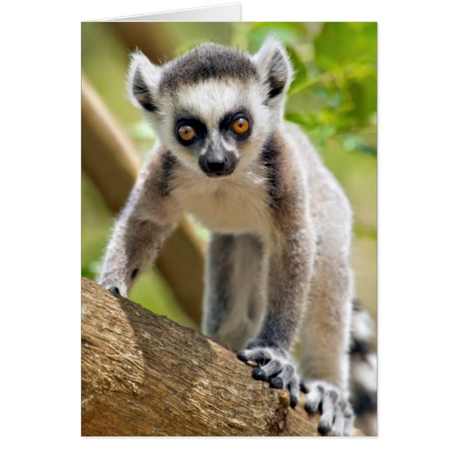 Baby ring-tailed lemur (Front)