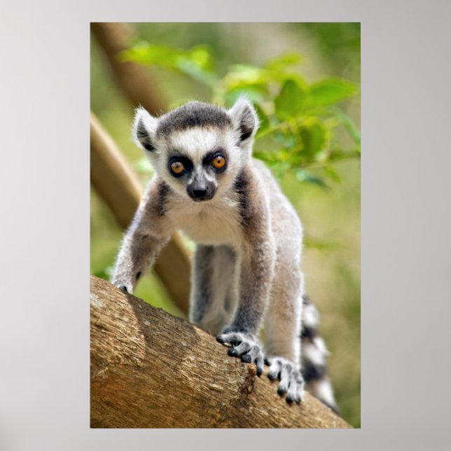 Baby ring-tailed lemur poster (Front)
