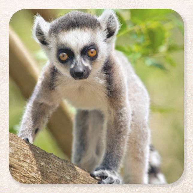 Baby ring-tailed lemur square paper coaster (Front)