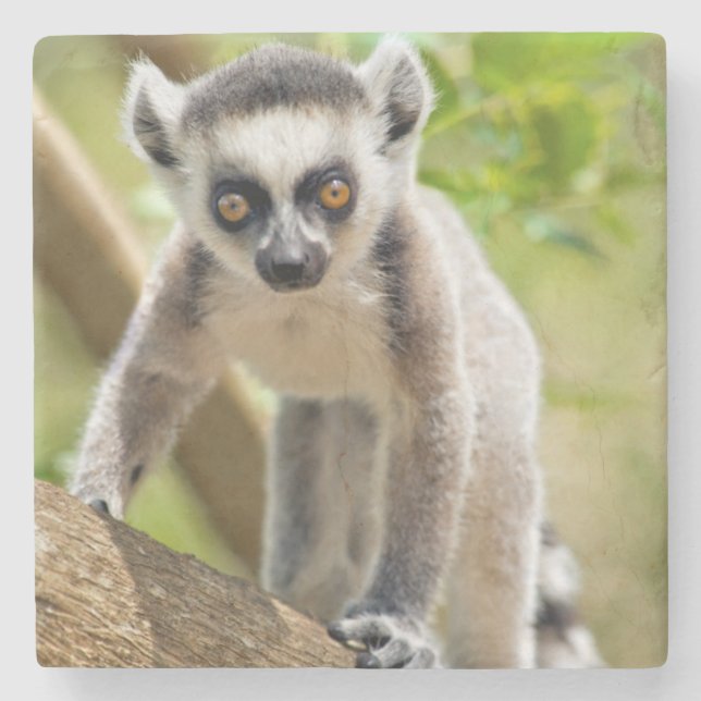 Baby ring-tailed lemur stone coaster (Front)