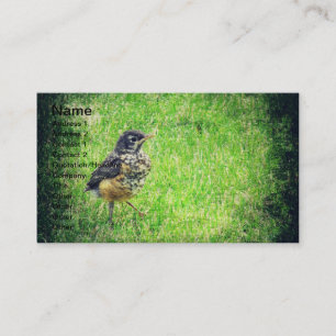 Baby Robin Business Card