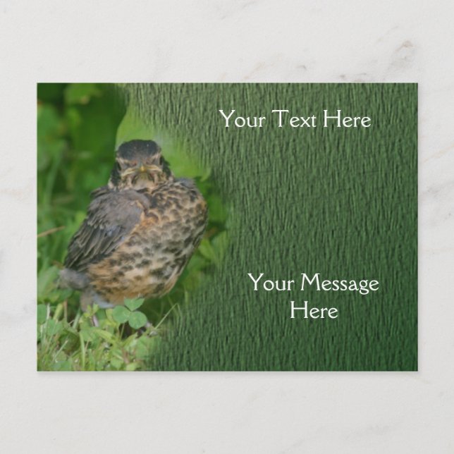 Baby Robin Fledgling Bird Nature Postcard (Front)