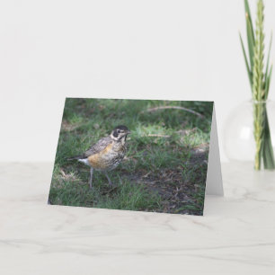 Baby Robin Greeting Card