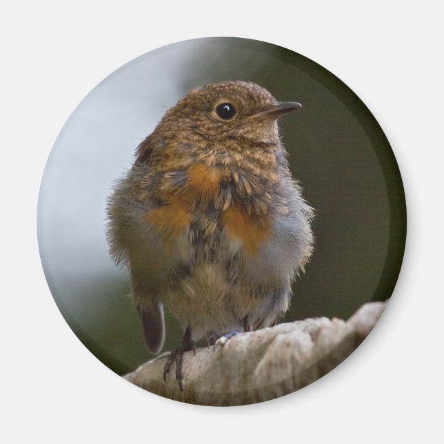 Baby Robin Magnet (Front)