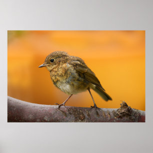 Baby Robin On A Tree Branch Poster
