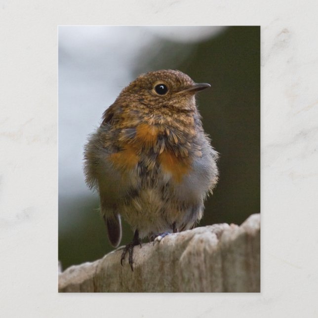 Baby Robin Postcard (Front)