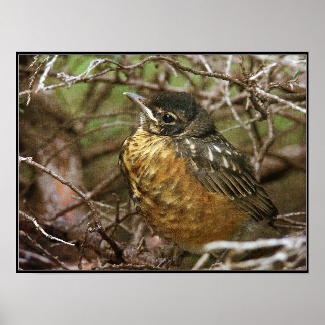 Baby Robin Poster (Front)