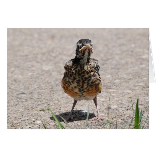 Baby Robin Takes a Stand (Front Horizontal)