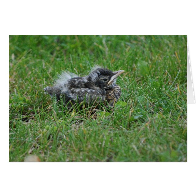 Baby Robin taking a little rest. (Front Horizontal)