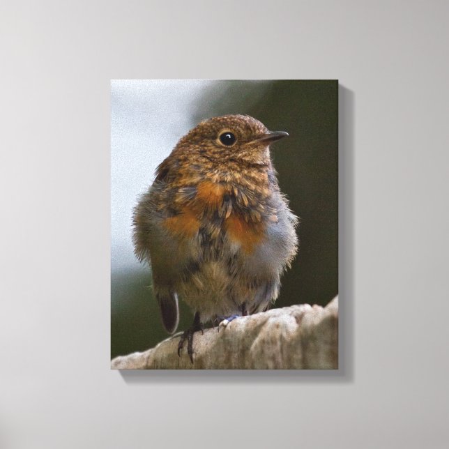 Baby Robin Wrapped Canvas (Front)