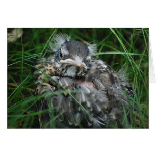 Baby Robin's First Spring