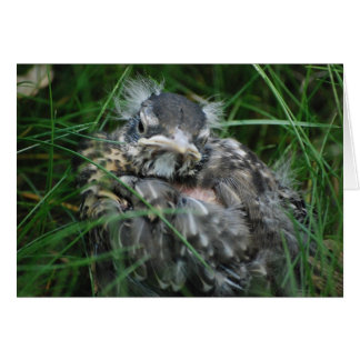 Baby Robin's First Spring