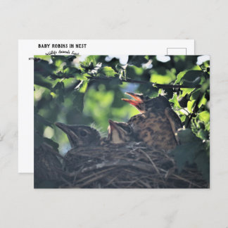 Baby Robins in Nest Nature Wildlife Animals Photo Postcard