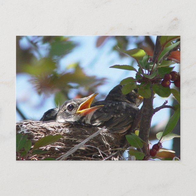 Baby Robins in the nest Postcard (Front)