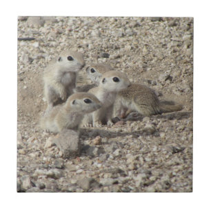 Baby Round-tailed Ground Squirrel Family Ceramic Tile