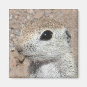 Baby Round-tailed Ground Squirrel Magnet