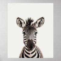Baby Safari African Jungle Animals Zebra