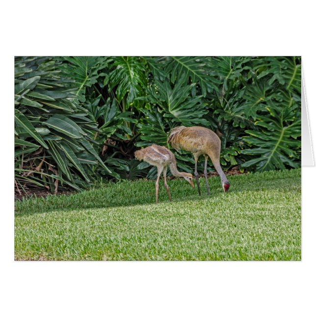 Baby Sandhill Crane with Parent (Front Horizontal)