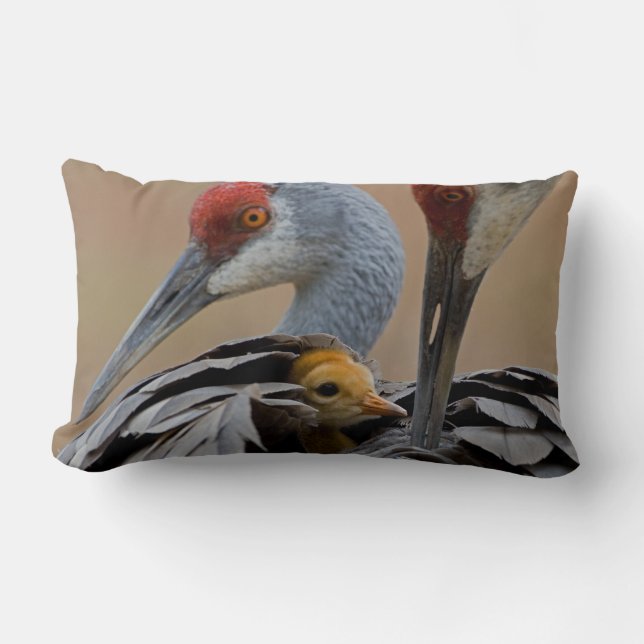 Baby Sandhill Lumbar Cushion (Front)