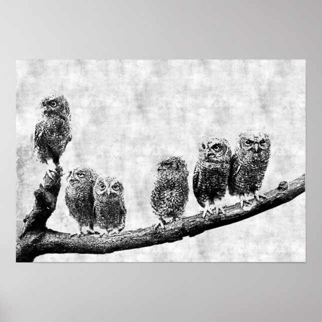 Baby Screech Owls Poster (Front)